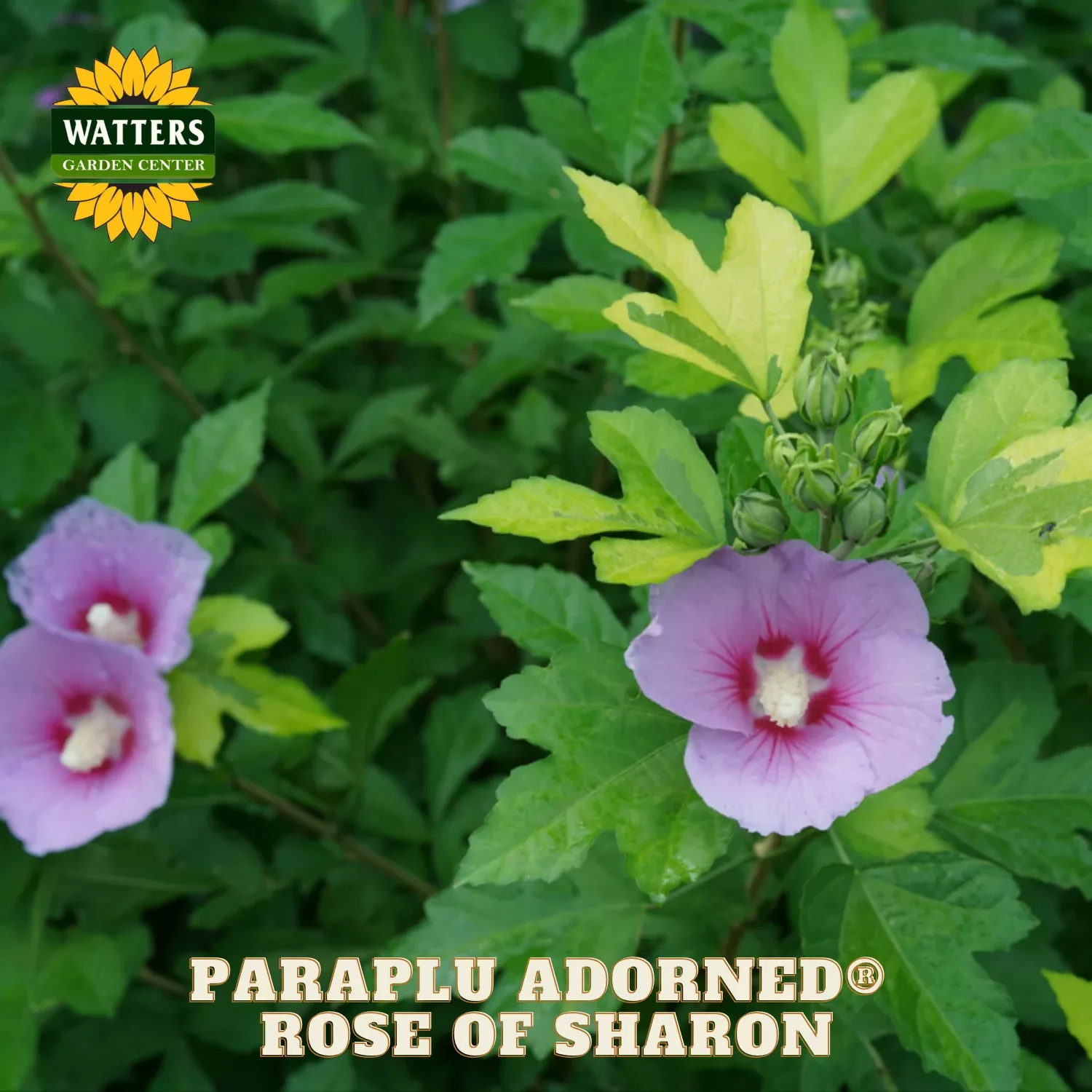 Paraplu Adorned Rose of Sharon (Hibiscus syriacus 'Minpapan1') - 3 gallon 18"