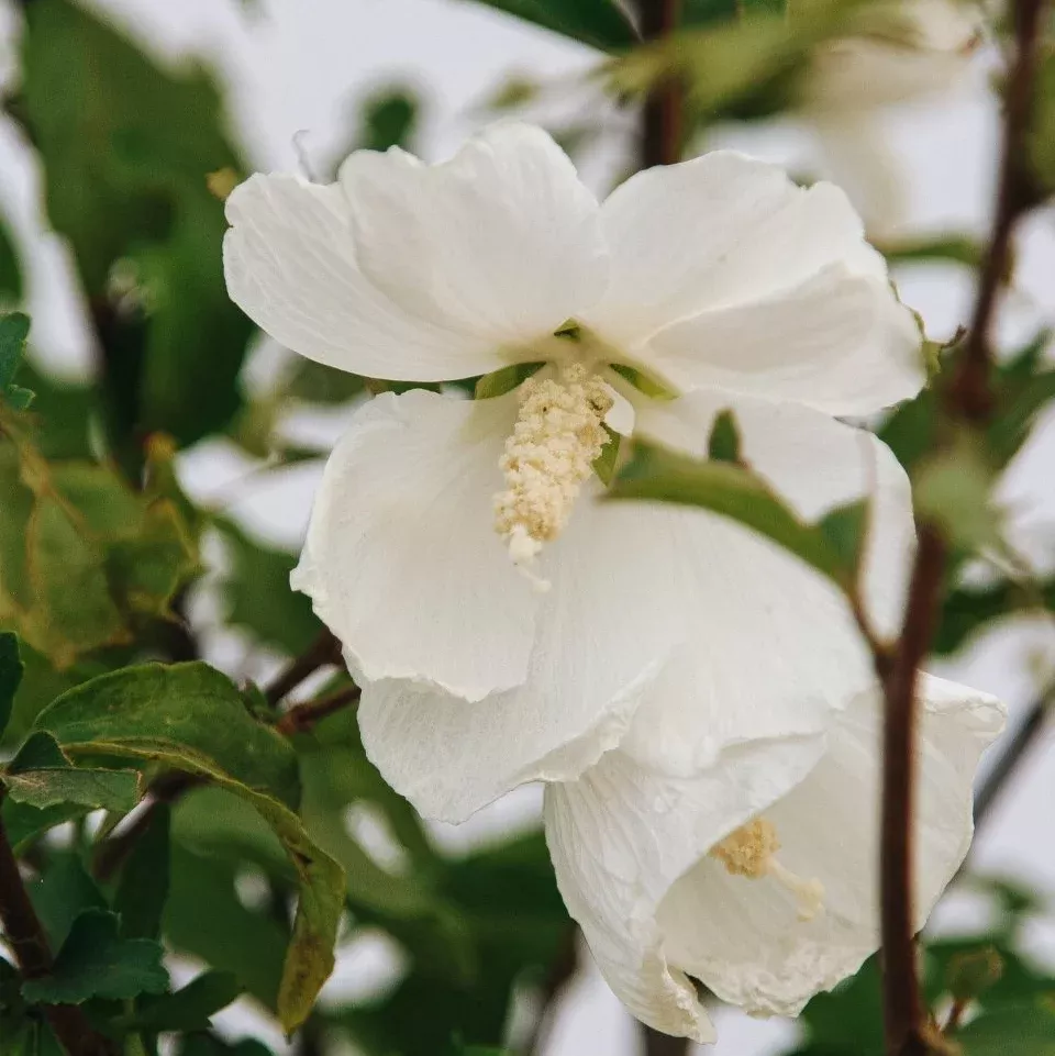 Paraplu Pure White Hibiscus