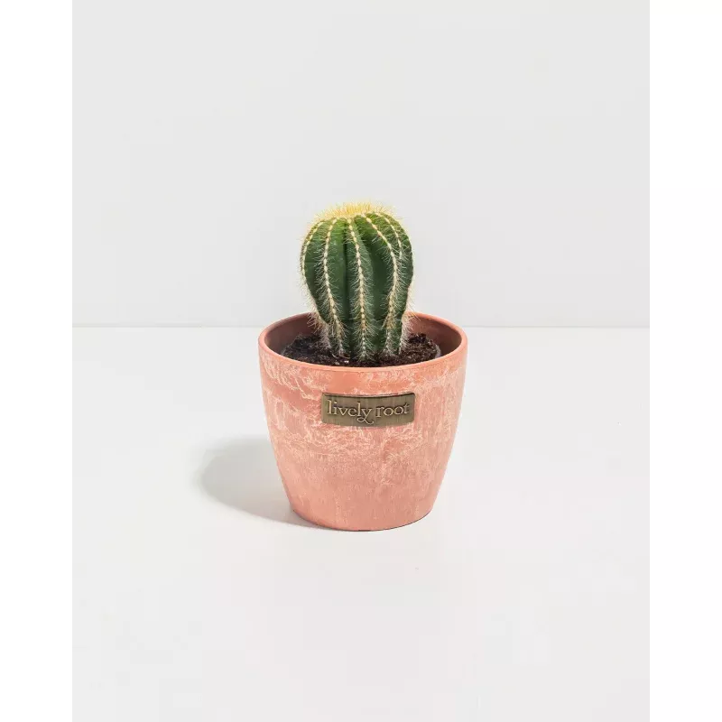 Parodia Cactus