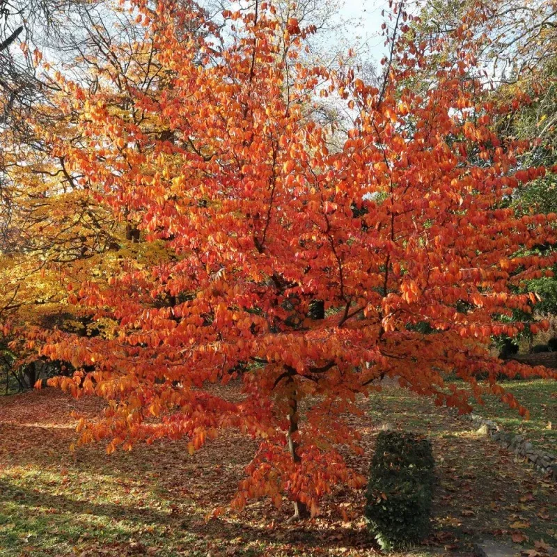 Parrotia persica Tree