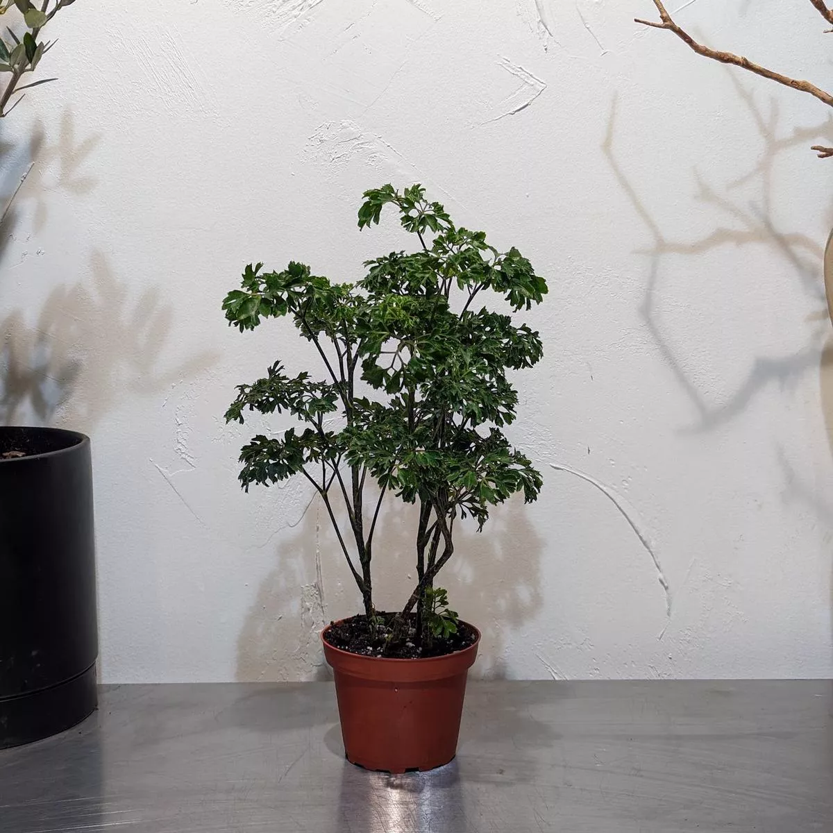 Parsley Aralia: Polyscias fruticosa ‘Elegans’ – 4 inch pot