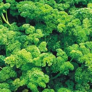 Parsley Triple Curled - 4.33