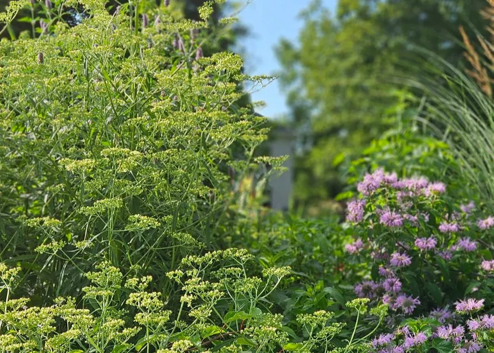 Patrinia monandra | golden lace