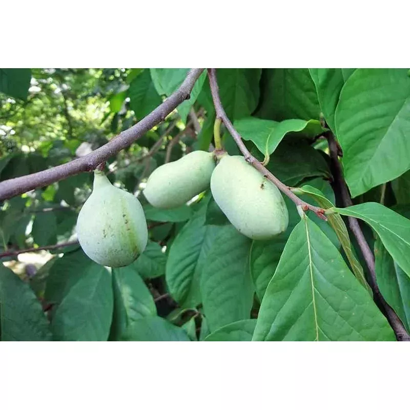 Paw Paw Tree Seeds - 5 Pack for Planting - Edible Fruit - Asimina triloba - Bonsai Gardening