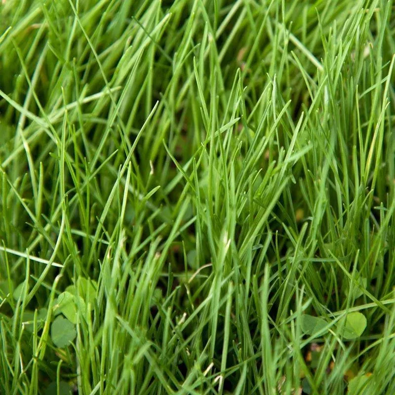 Peaceful Valley Alkali Irrigated Pasture Mix – Nitrocoated Seed (lb)