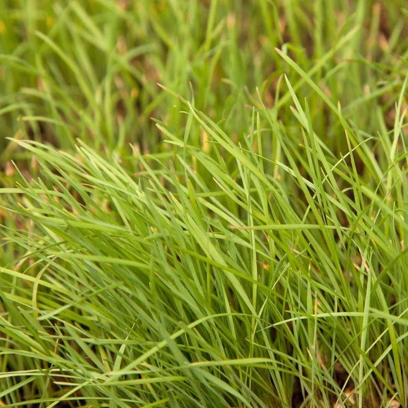 Peaceful Valley Native Grass Mix Seed (lb)