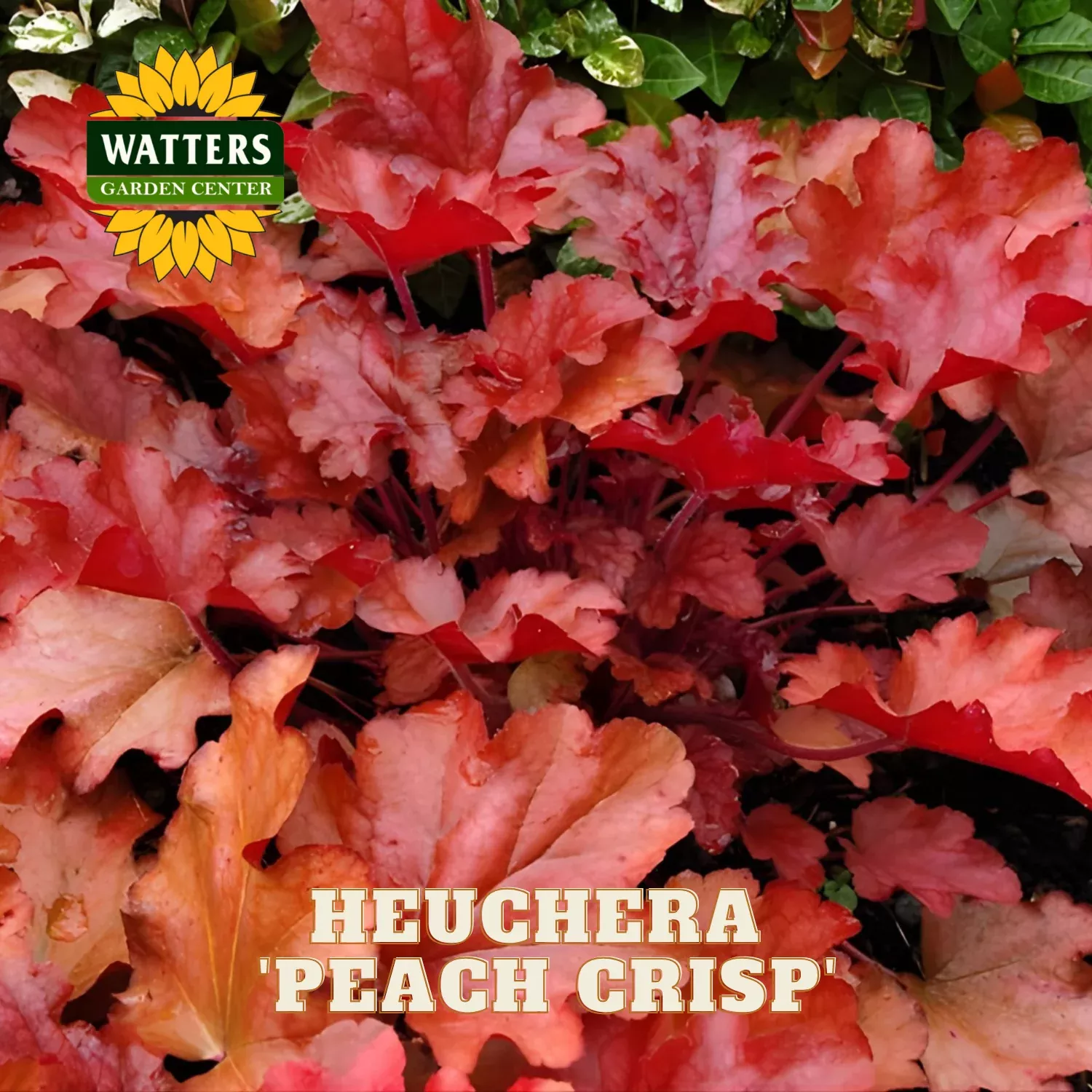 PEACH CRISP HEUCHERA 1gal