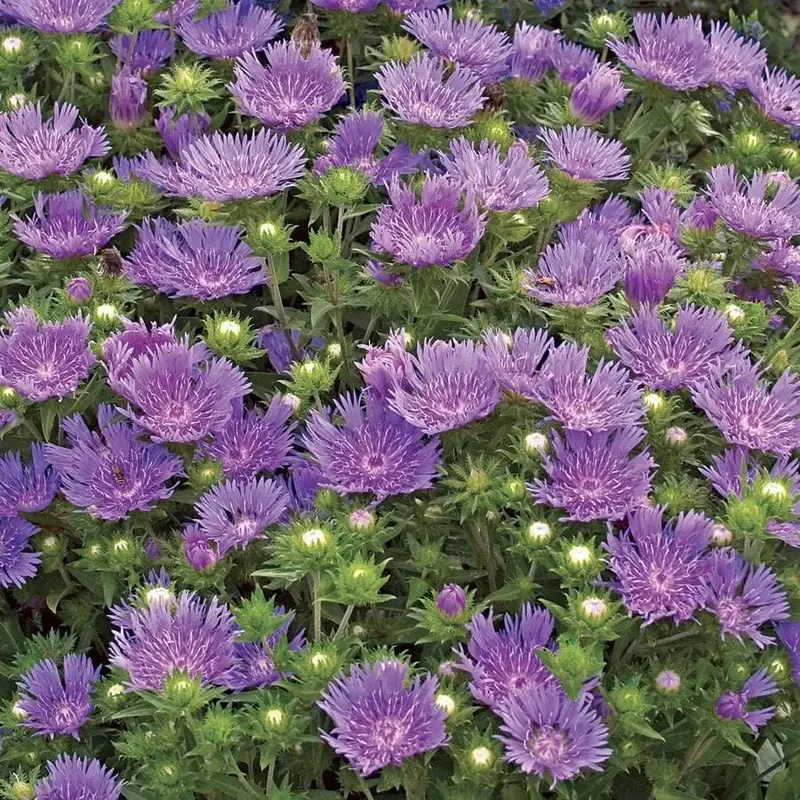 ‘Peachie’s Pick’ Stokes Aster