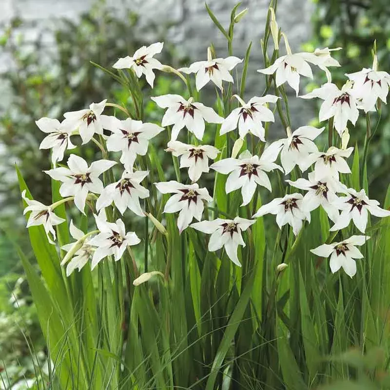 Peacock Orchid Bulbs - Gladiolus acidanthera