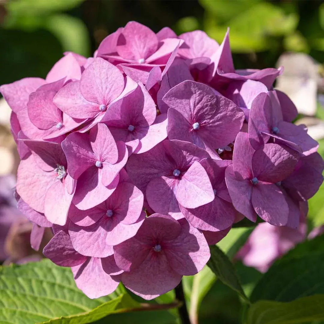 Penny Mac Bigleaf Hydrangea – Large Classic Blue Mophead (Hydrangea macrophylla ‘Penny Mac’)
