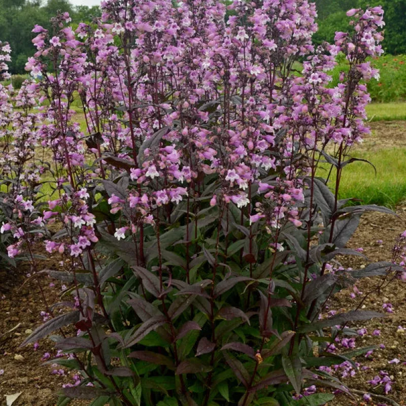 Penstemon Midnight Masquerade PP 29603