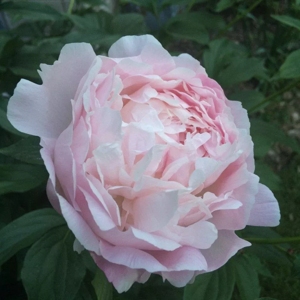 Peony Myrtle Gentry
