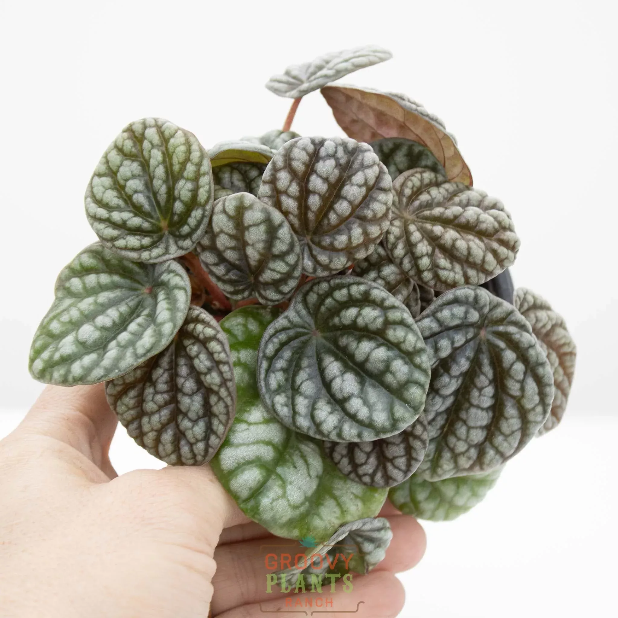 Peperomia burbella | Peperomia caperata 'Burbella'
