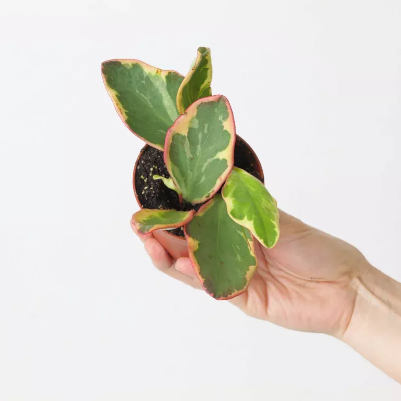 Peperomia clusiifolia Jelly