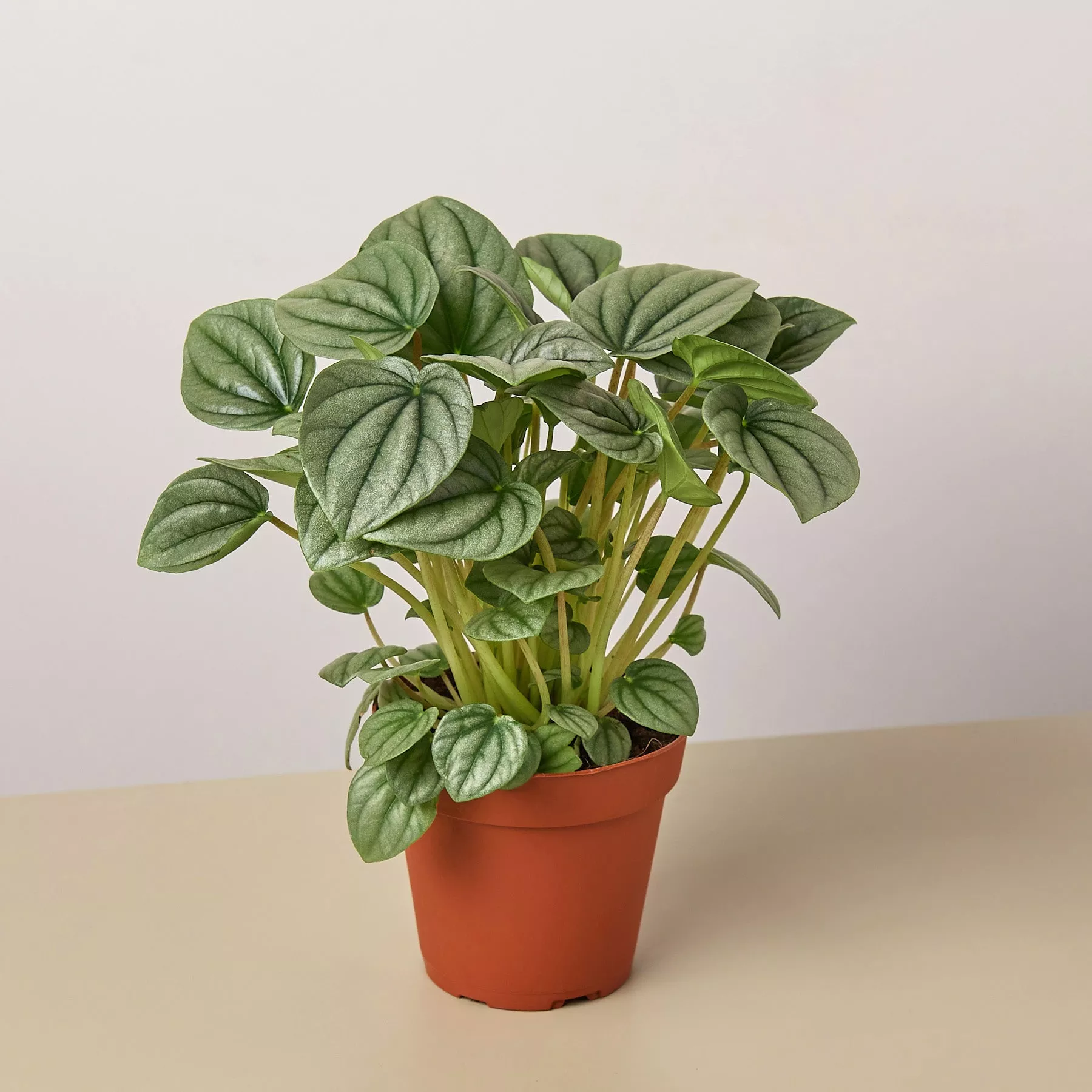Peperomia 'Frost'