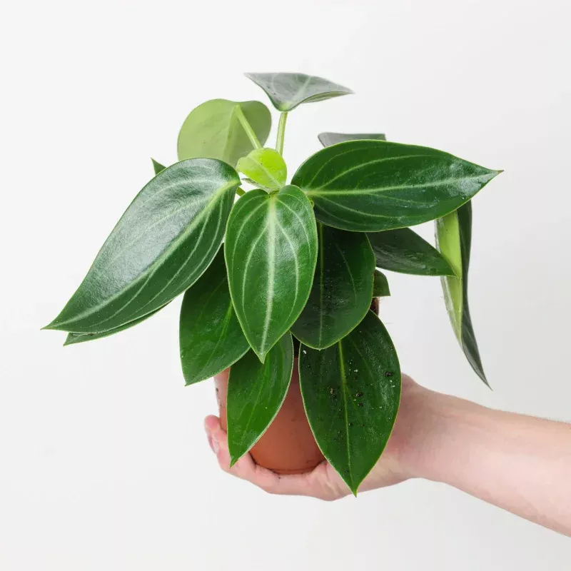 Peperomia maculosa 'Vanilla'