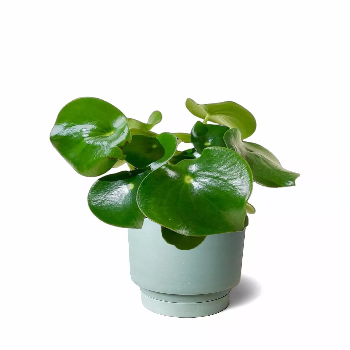 Peperomia Raindrop 5 Inch – Potted