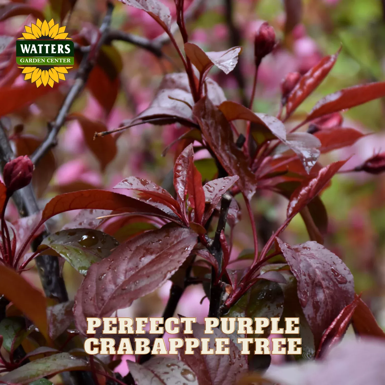 PERFECT PURPLE CRABAPPLE TREE 10gal