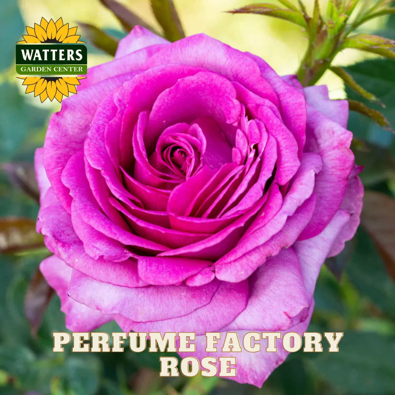 PERFUME FACTORY ROSE 3gal