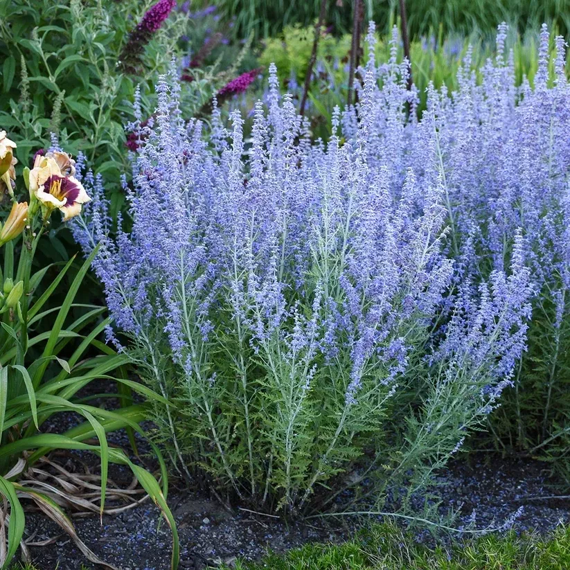 Perovskia atriplicifolia 'Blue Jean Baby'