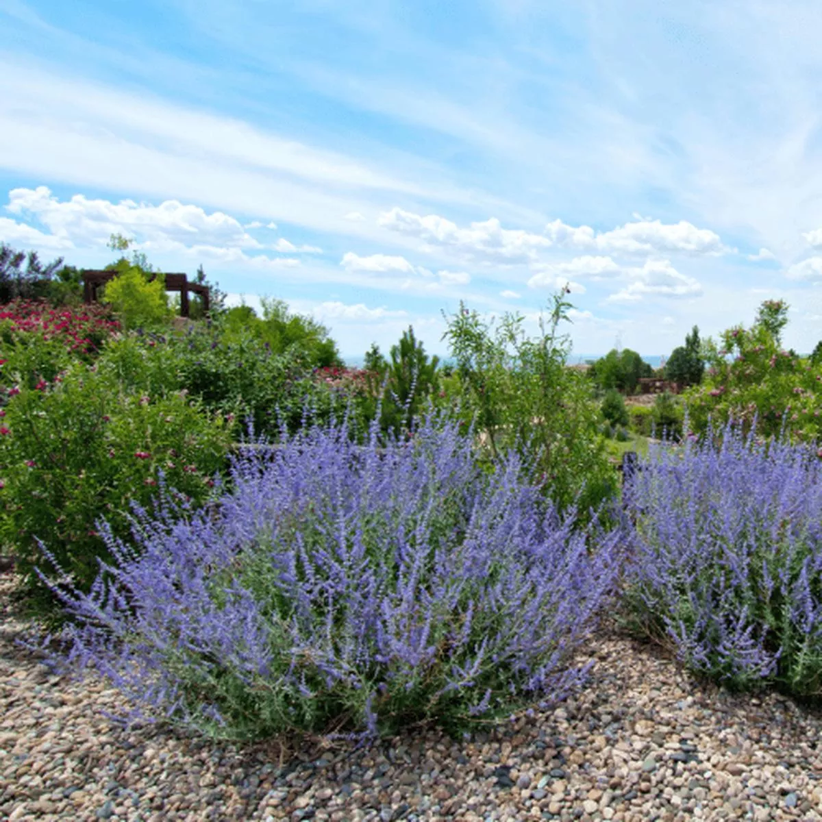 Perovskia Longin – Russian Sage 14cm