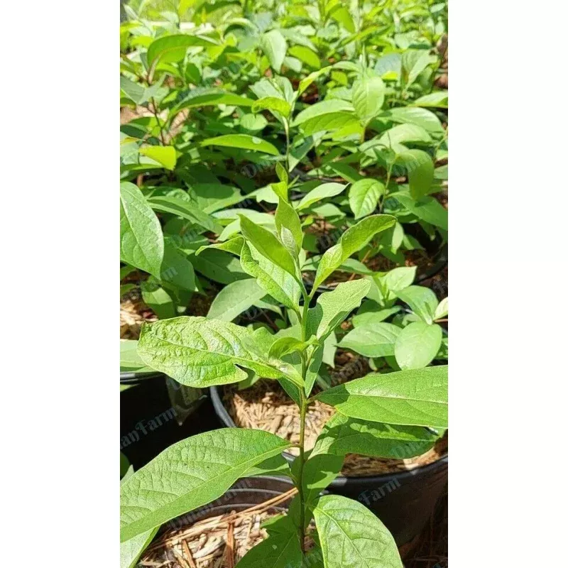 Persimmon Trees - 3 Pack American Native Diospyros Virginiana Seedlings for Home Garden