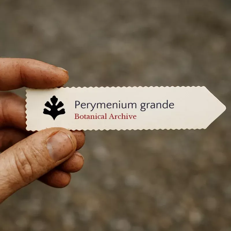 Perymenium grande SEEDS
