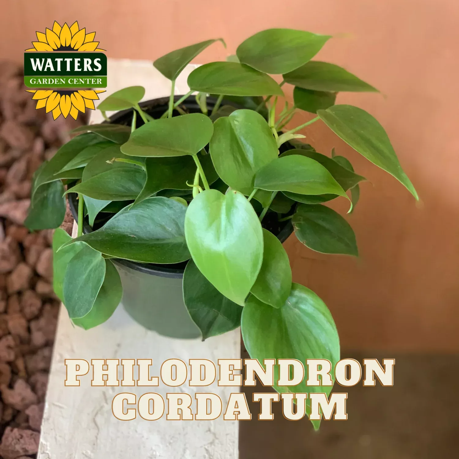PETITE PHILODENDRON 4in