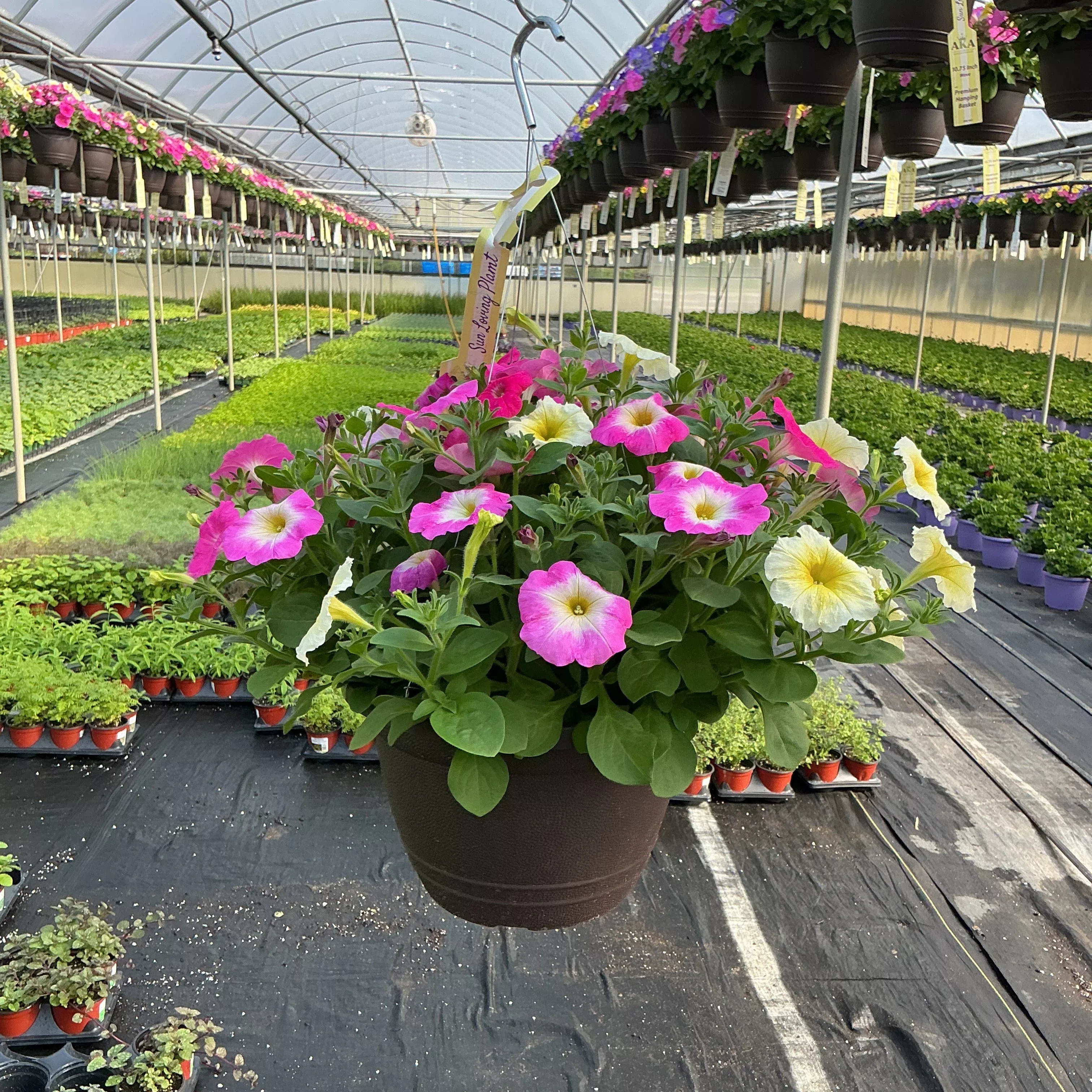 Petunia Easy Wave 703 Salt Water Taffey Mix - 11