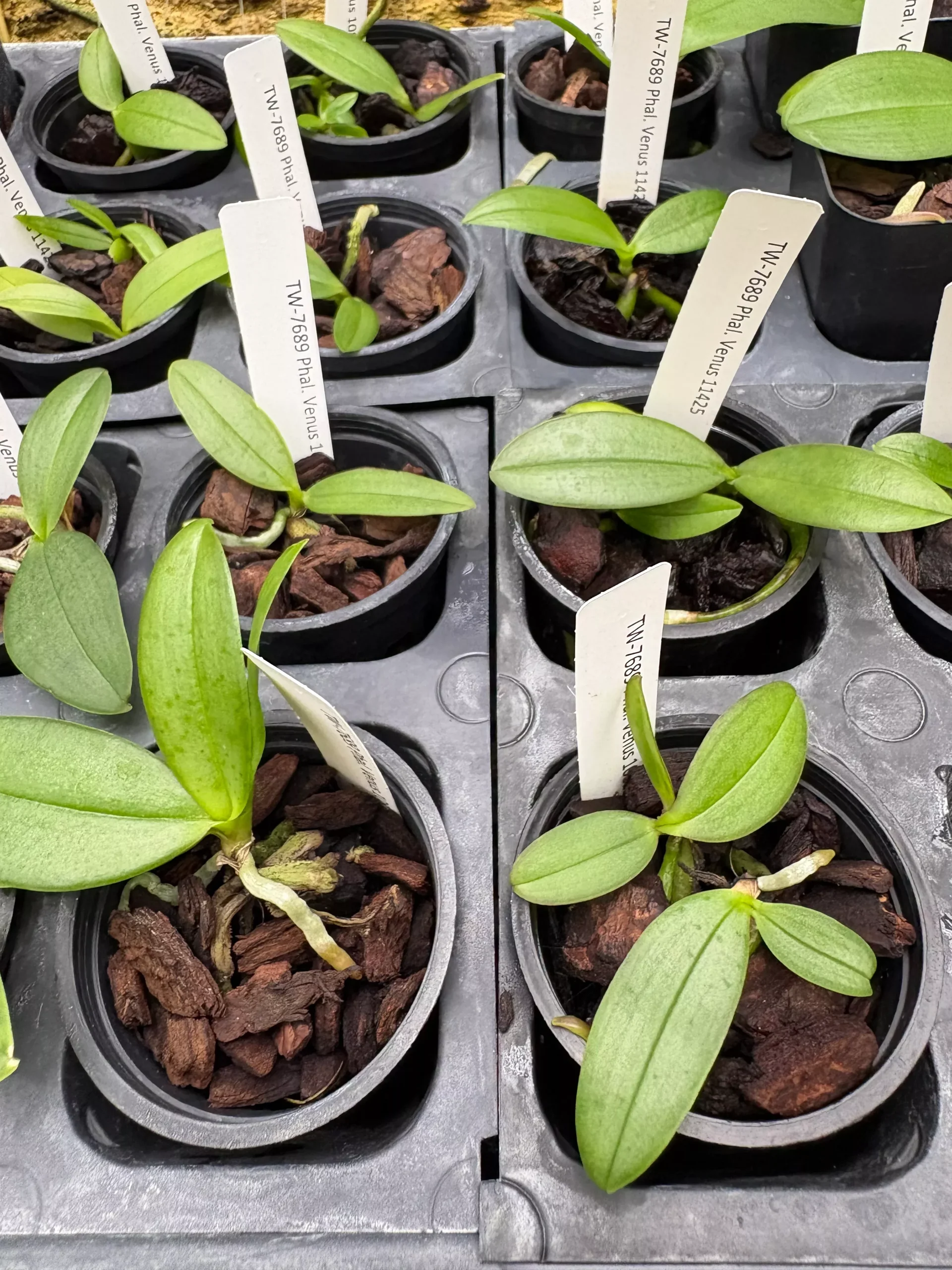 Phalaenopsis Venus