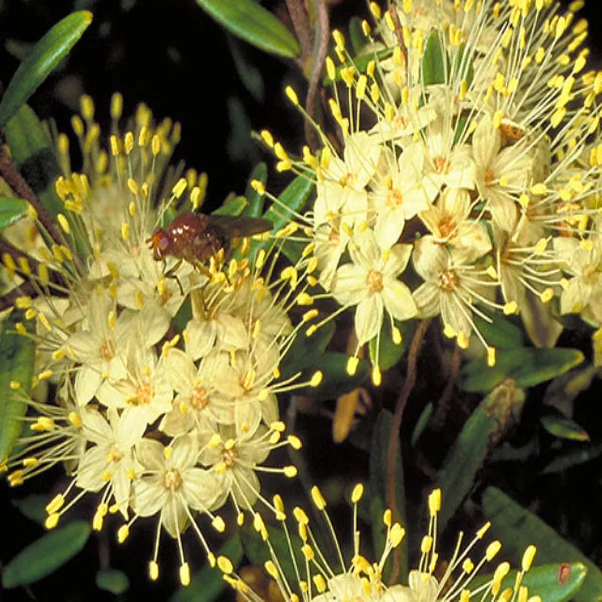 Phebalium squamulosum