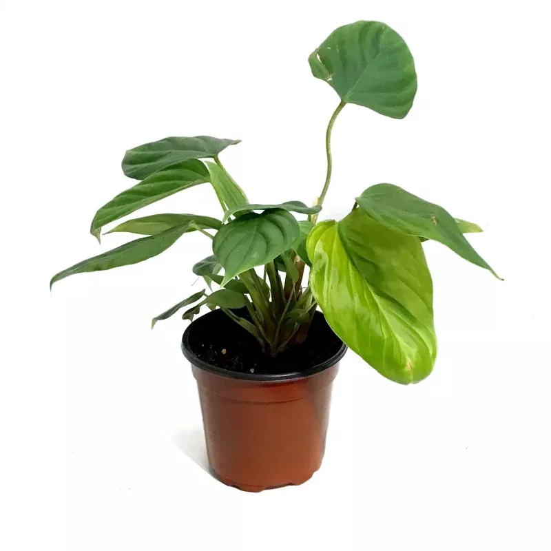 Philodendron, 4in, Fuzzy Petiole