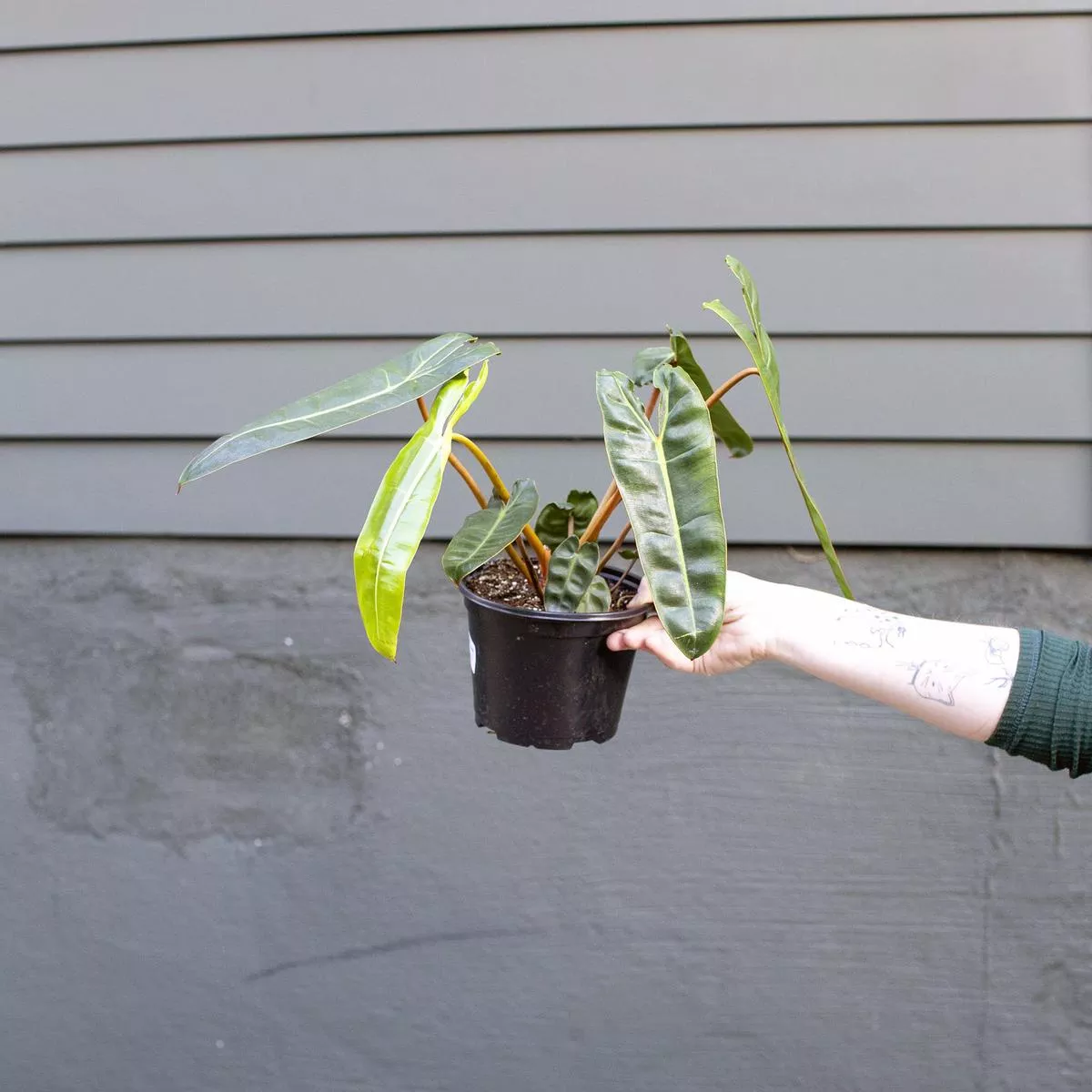 Philodendron billietiae – 6″