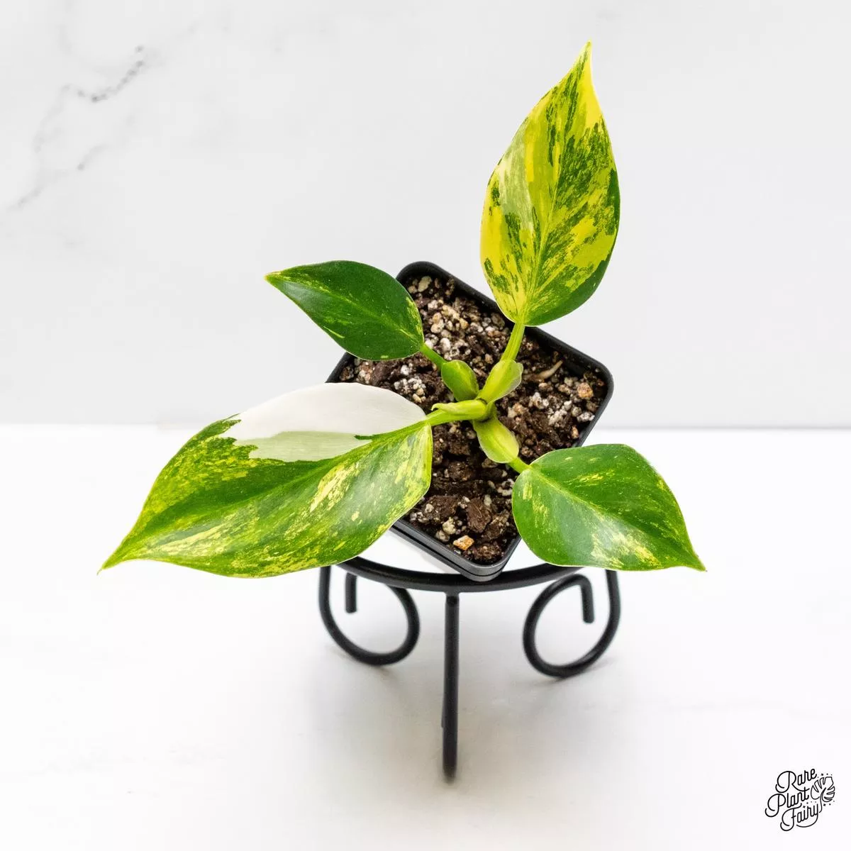 Philodendron Erubescens ‘White Wizard Aurea’ (wk5-I)