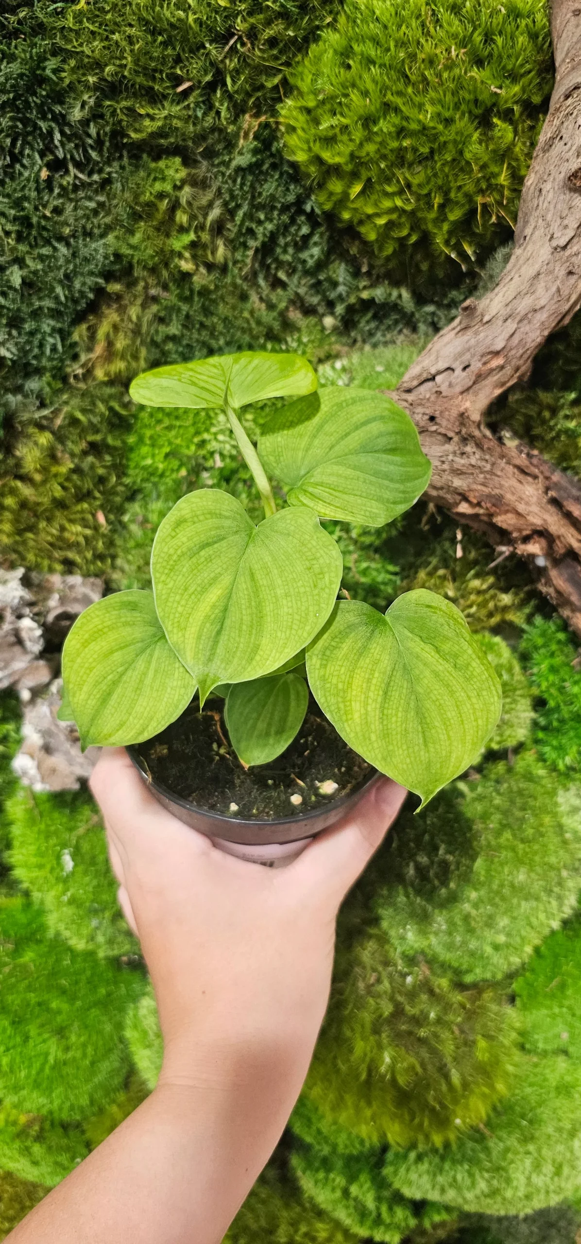 Philodendron Fibraecataphyllum4″