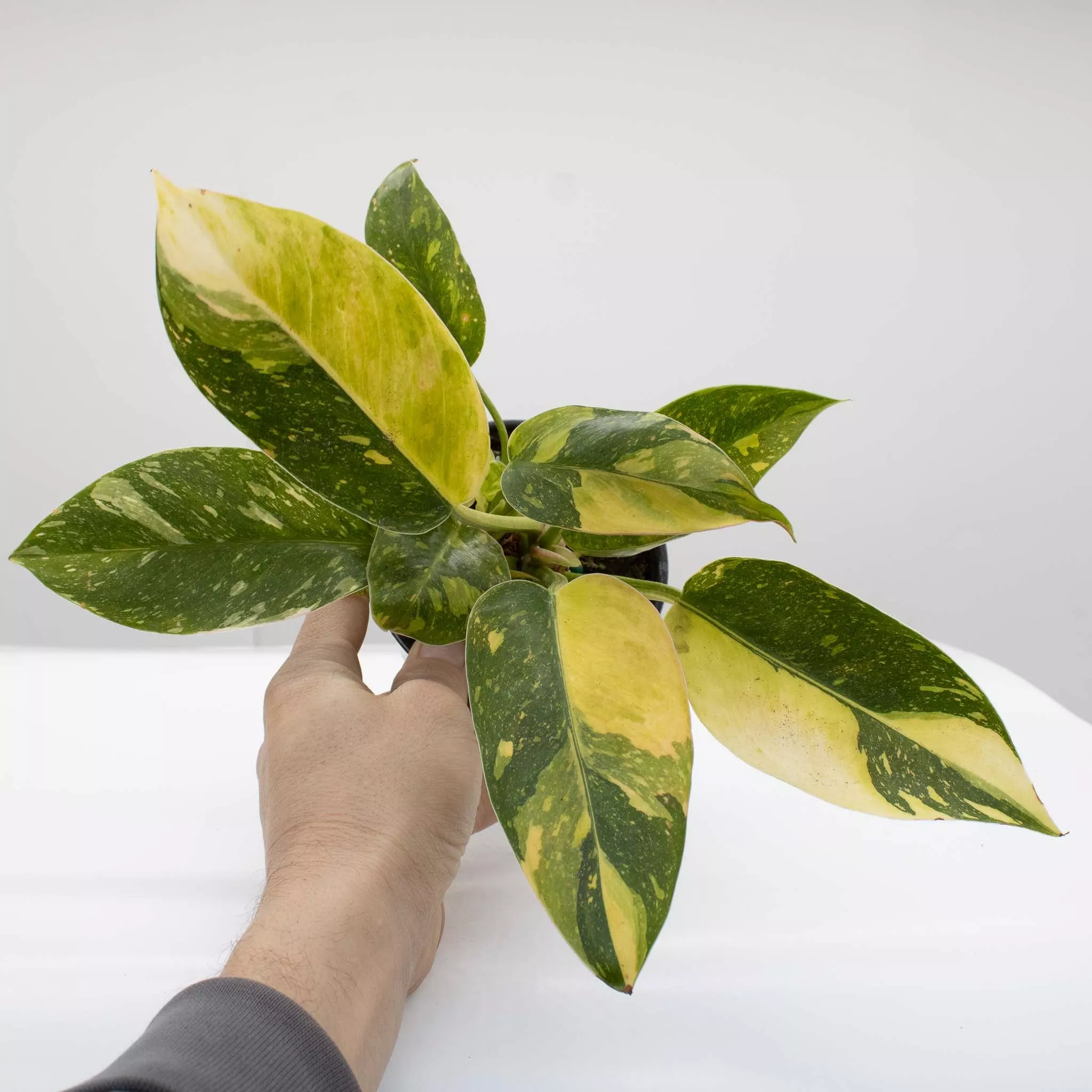Philodendron 'Green Congo Nuclear' Variegated