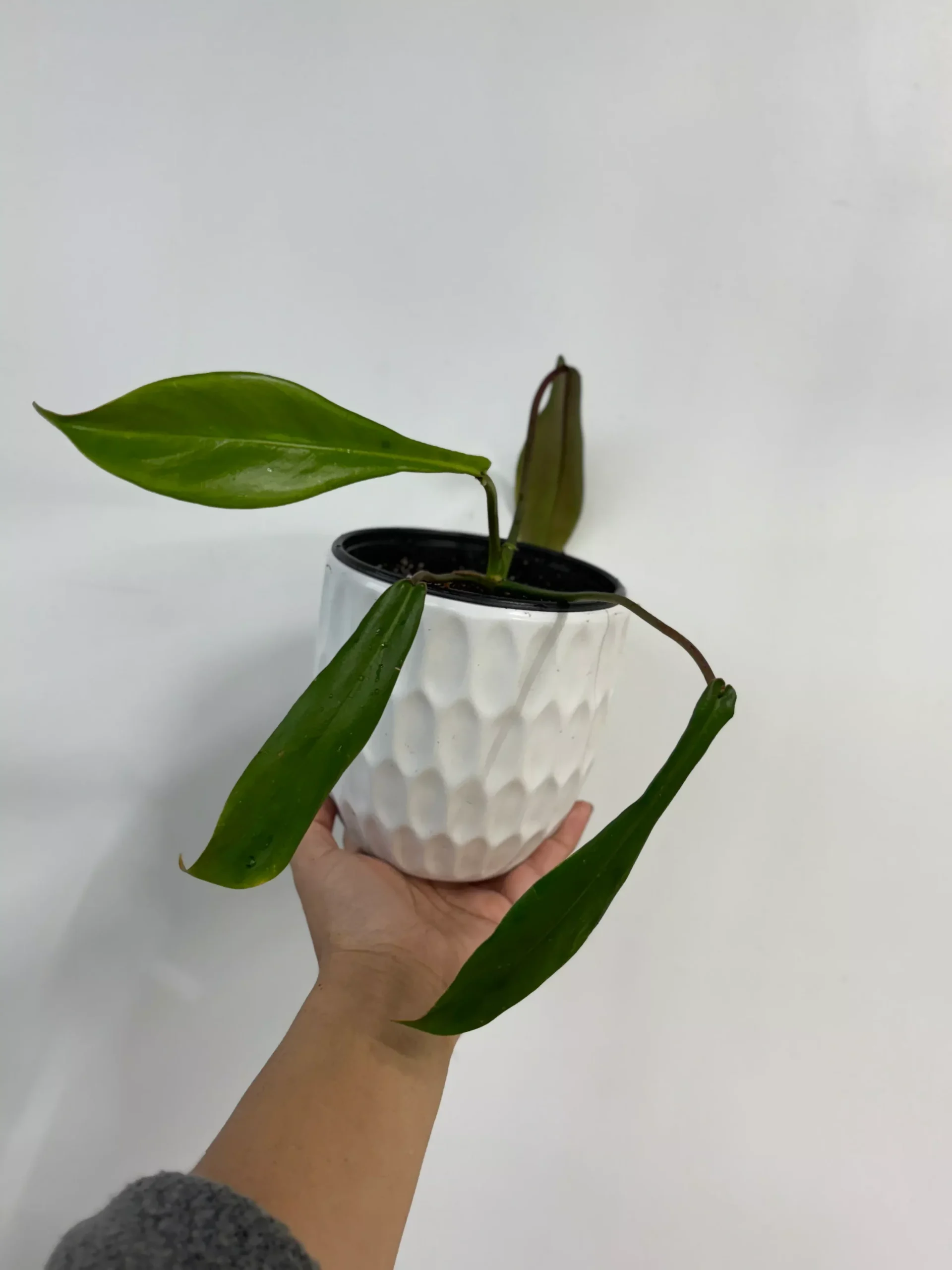 Philodendron Joepii