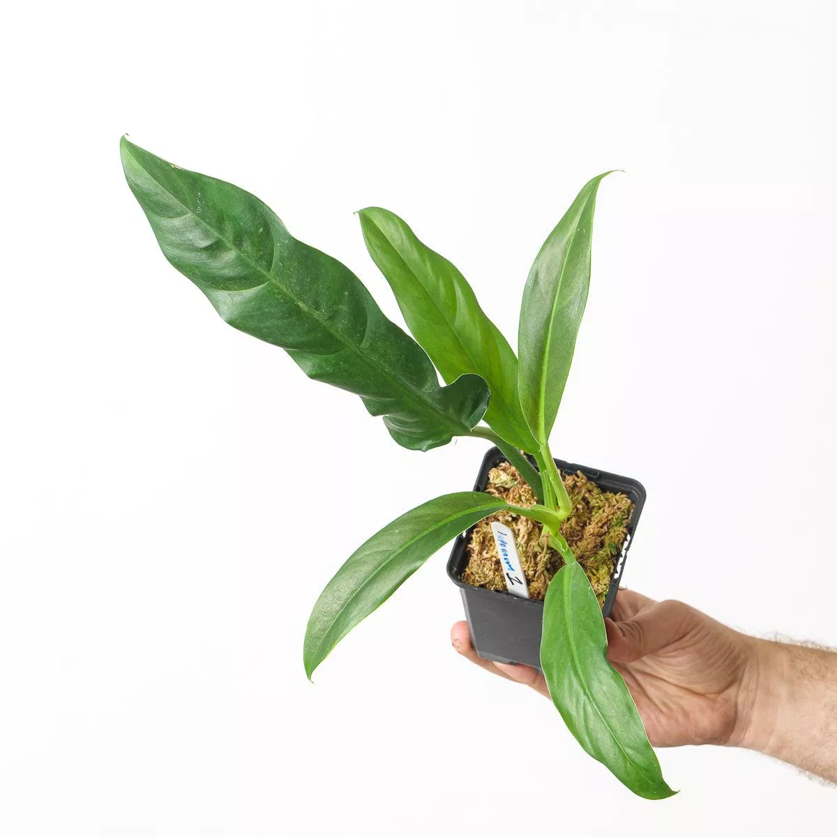 Philodendron lappoanum