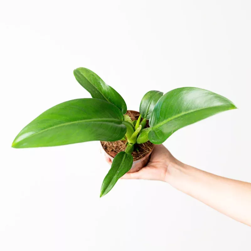 Philodendron martianum