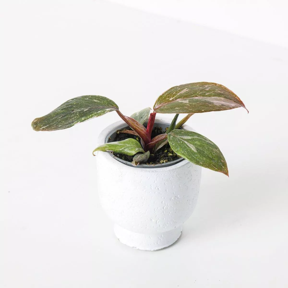 Philodendron Pink Princess ‘Marble’ – 6cm