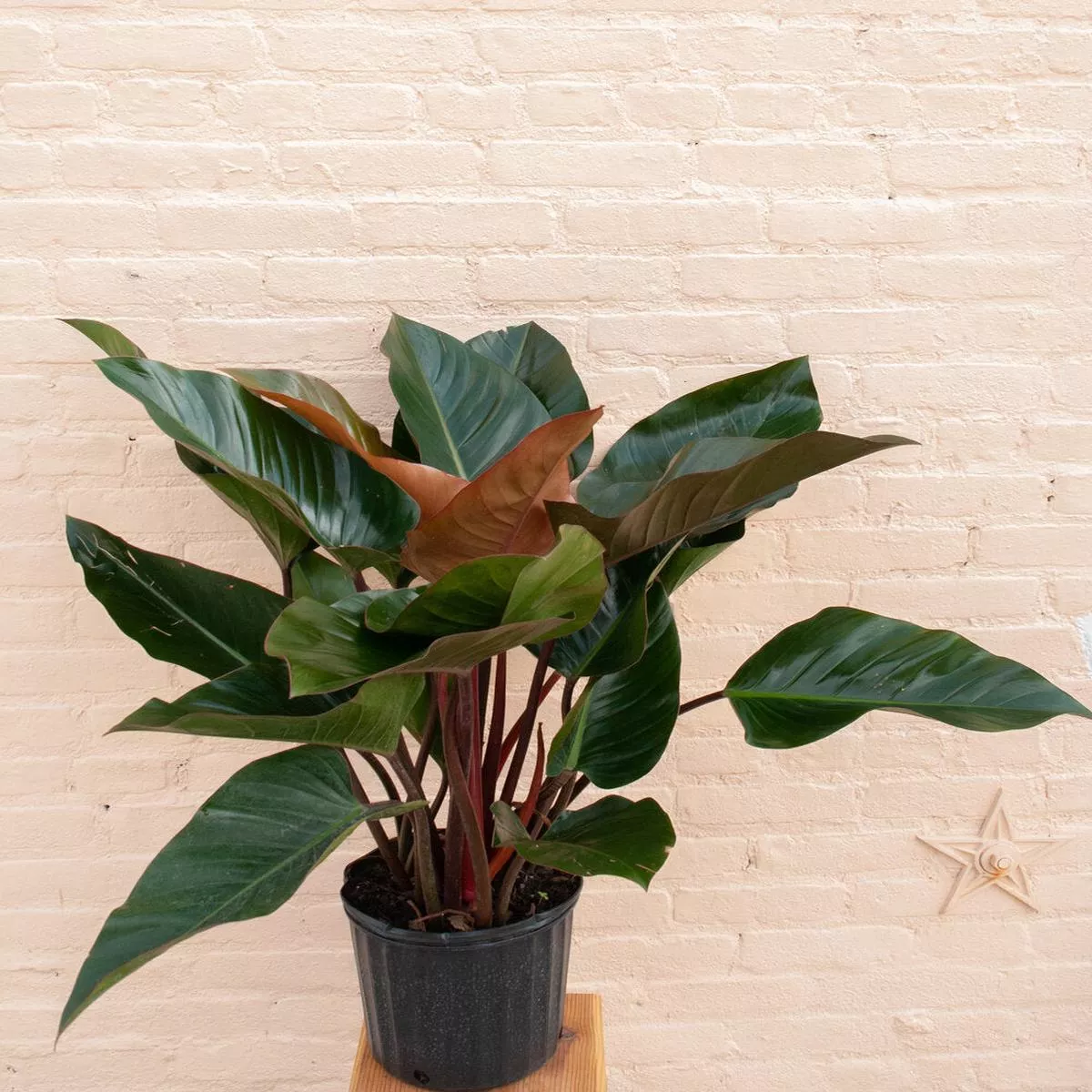 Philodendron ‘Rojo Congo’ – 10″, 2′ tall