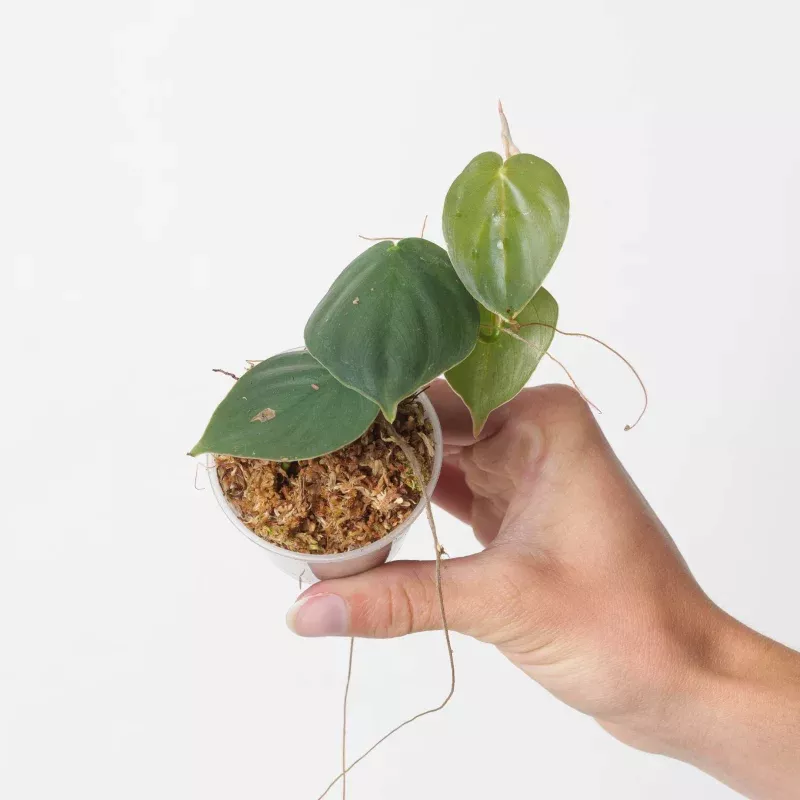 Philodendron sp. ‘Mini Morona Santiago Canyon’