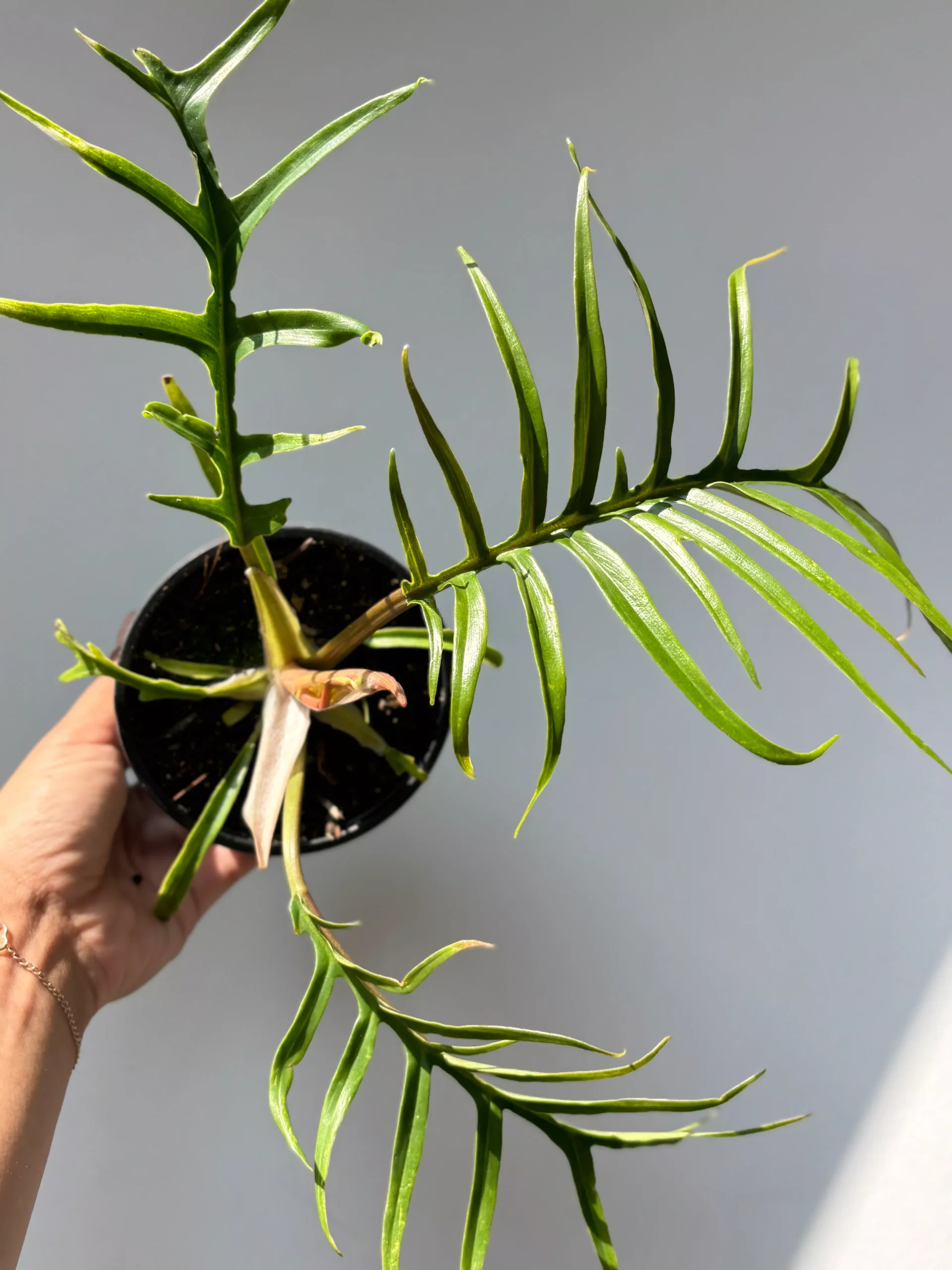 Philodendron Tortum 4″