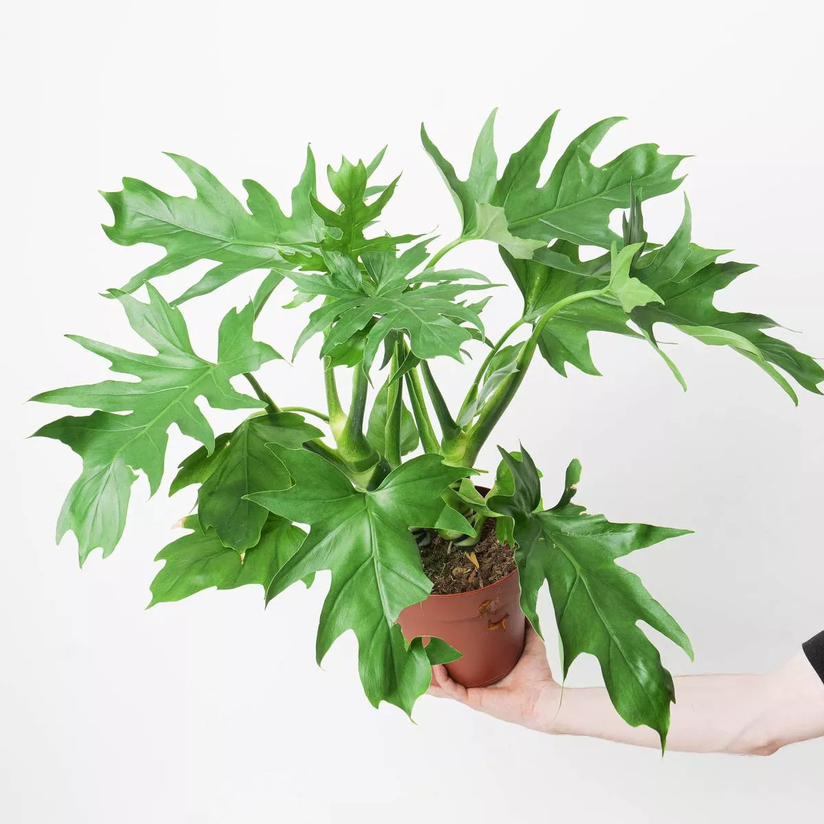 Philodendron Warscewiczii