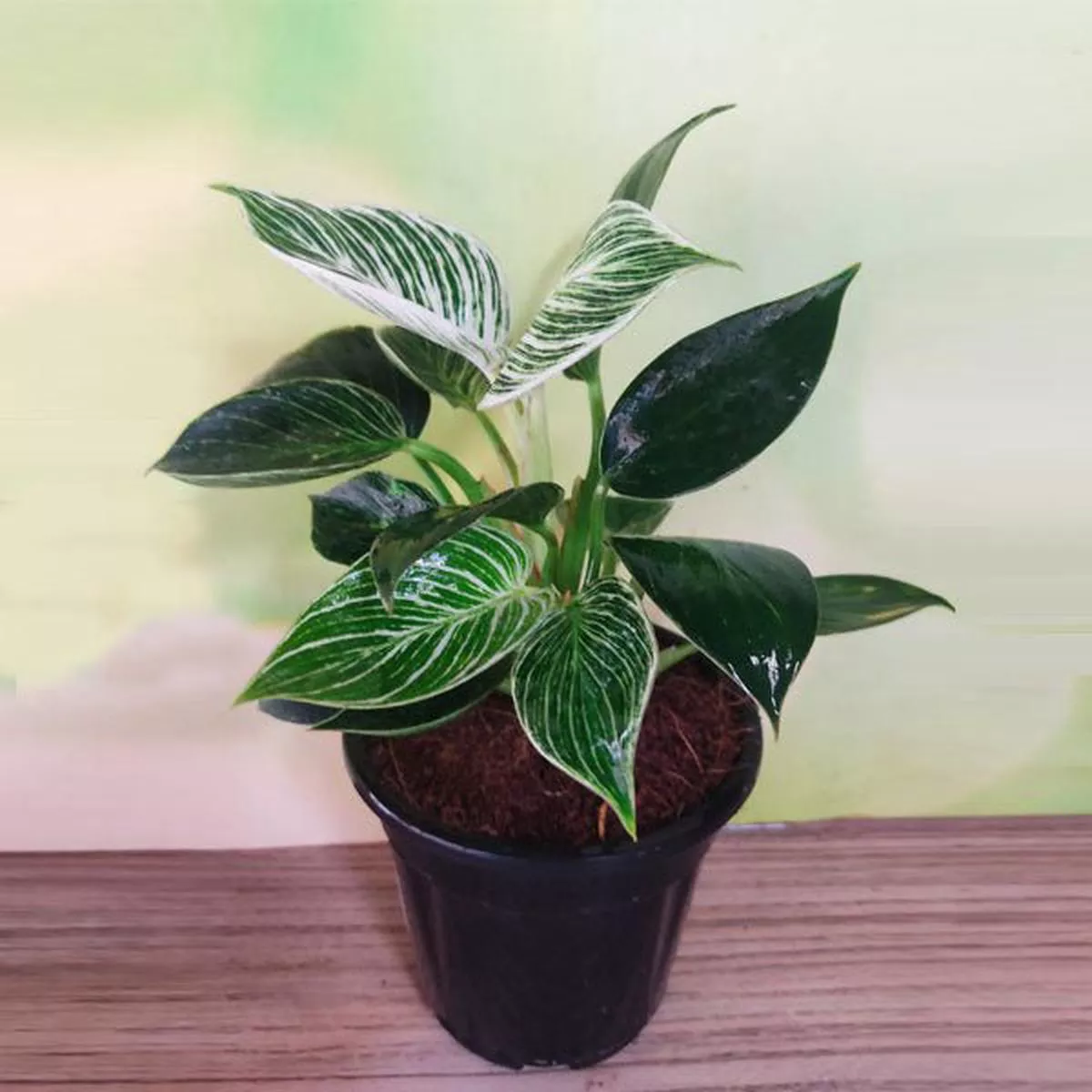Philodenron Birkin – Plant