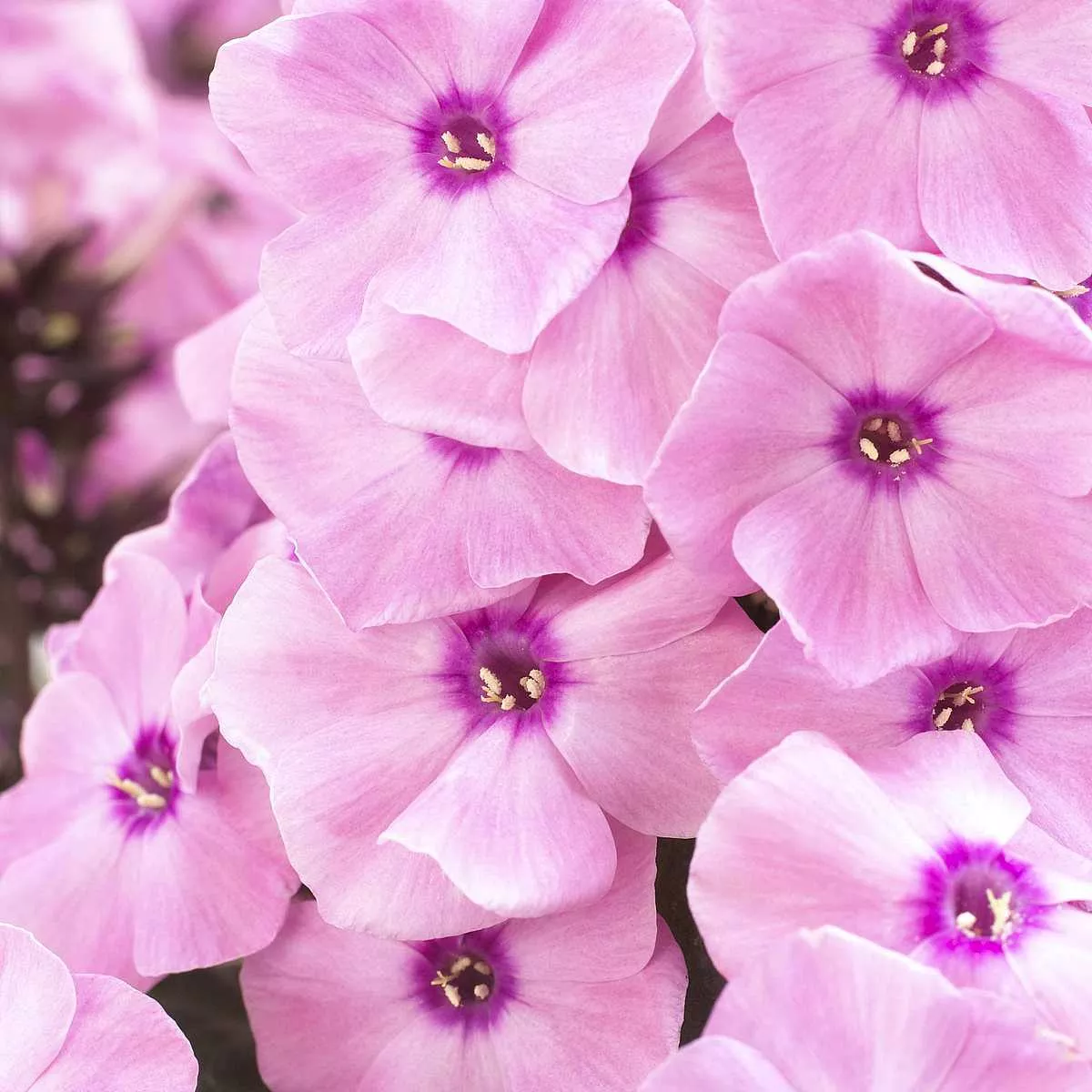 Phlox paniculata Sweet Summer ‘Dream Orange Rose’ – Garden Phlox