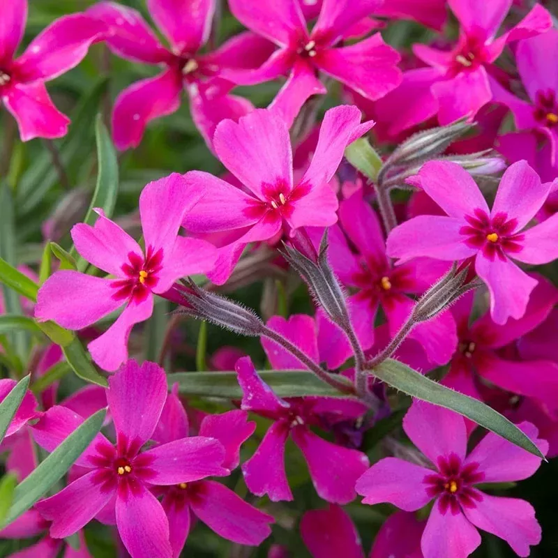 Phlox subulata ‘Crimson Beauty’ – Moss Phlox