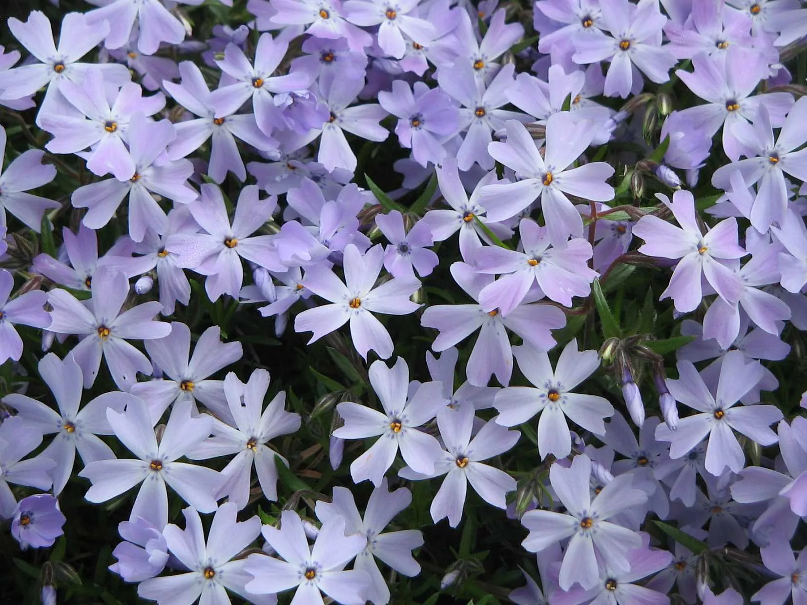 Phlox subulata ‘Emerald Cushion Blue’ – Creeping Phlox