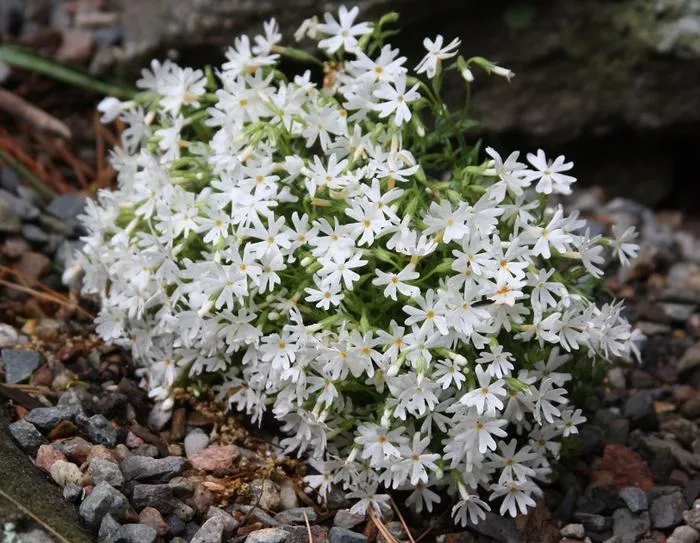 Phlox subulata ‘Snowflake’ – Creeping Phlox