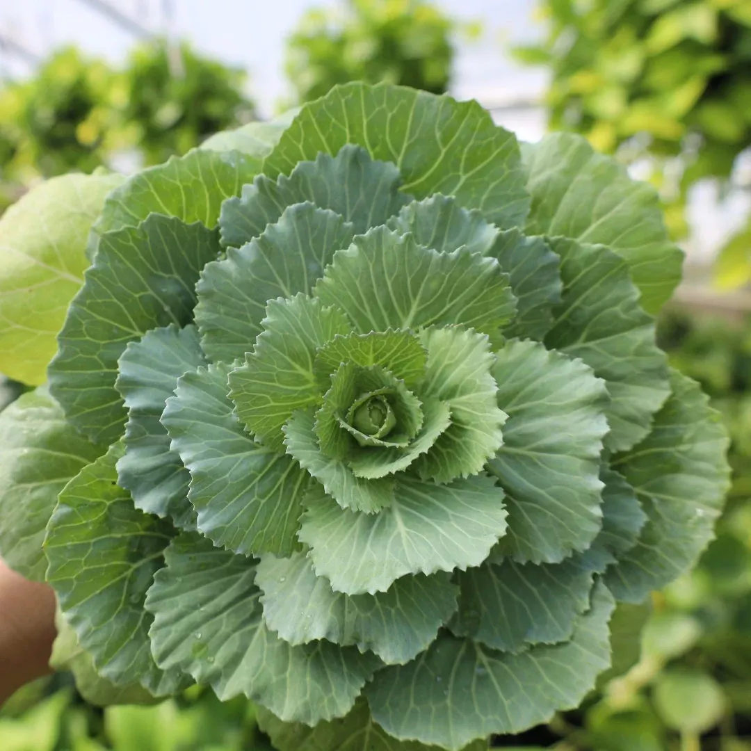 Pigeon White Flowering Kale